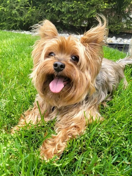 Winston