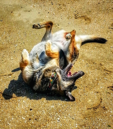 Chili Dog