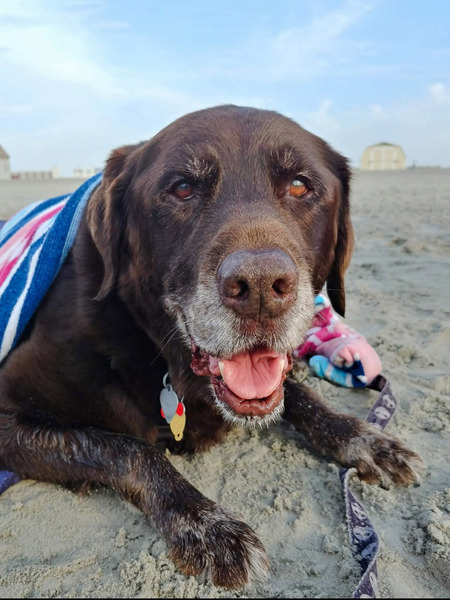 Chuckie the Chocolate Lab 