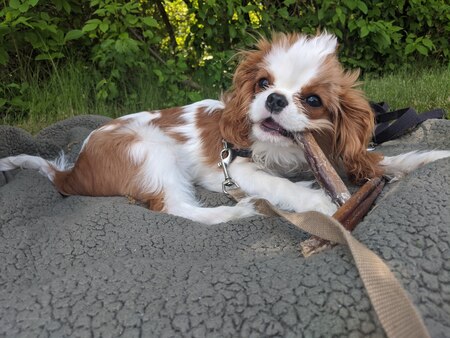 Rudy