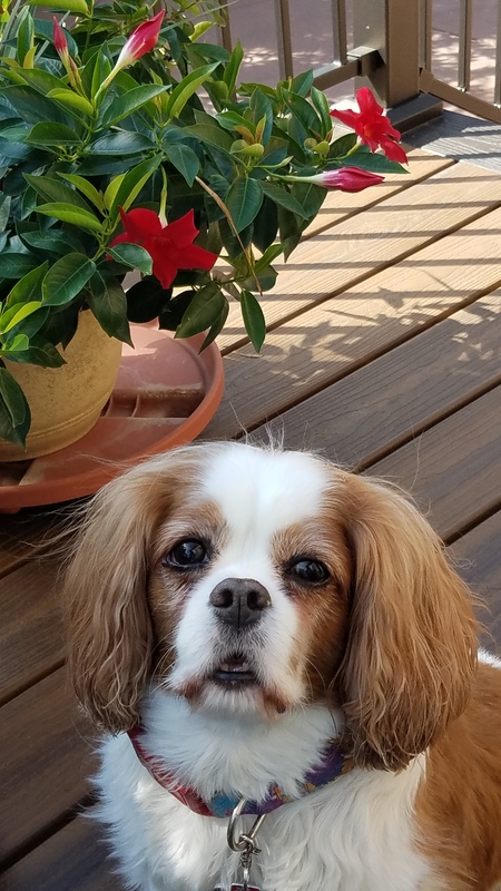 Lacey
