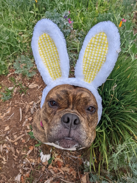 The Easter Remmie