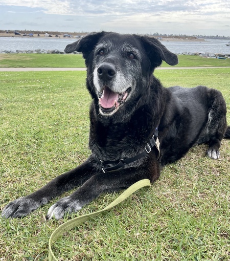 Entry image for Superb Senior Raven 💗. Clicking this image will show a larger photo