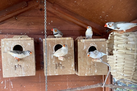 Brownie, Snowflake, Snowball, Smokey, Chirp, Chip