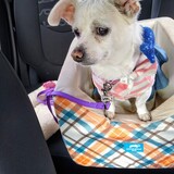 Entry image for Roxy