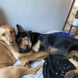 Entry image for Little Ann and Spock
