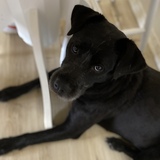 Entry image for Jack