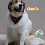 Entry image for Charlie 