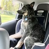 Entry image for Ollie