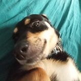 Entry image for Pepita