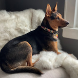 Entry image for Roxy