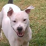 Entry image for Buster