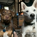Entry image for Basil and Nova