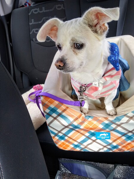 Entry image for Roxy. Clicking this image will show a larger photo