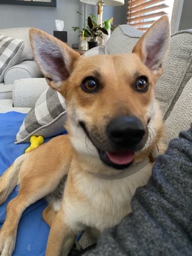 Entry image for Benji . Clicking this image will show a larger photo