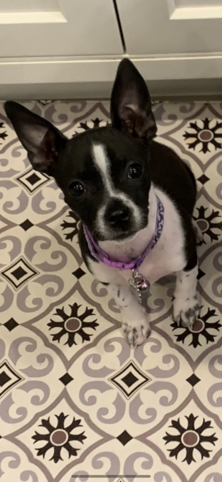 Entry image for Baci. Clicking this image will show a larger photo