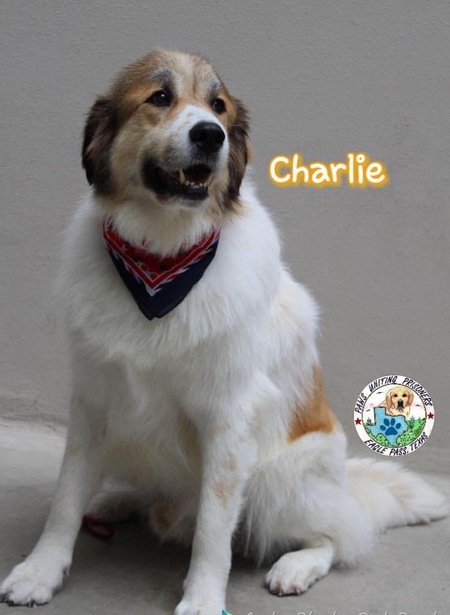 Entry image for Charlie . Clicking this image will show a larger photo