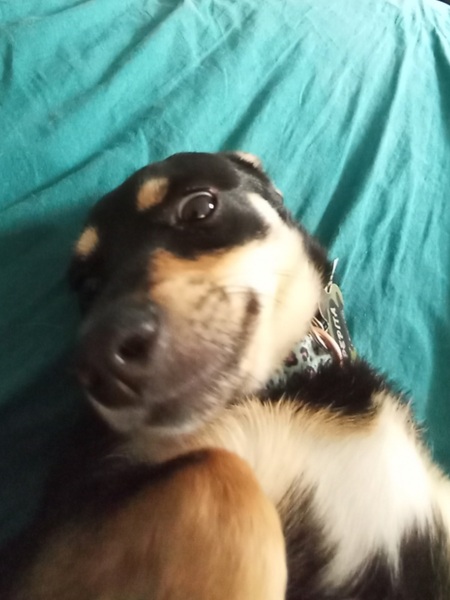 Entry image for Pepita. Clicking this image will show a larger photo