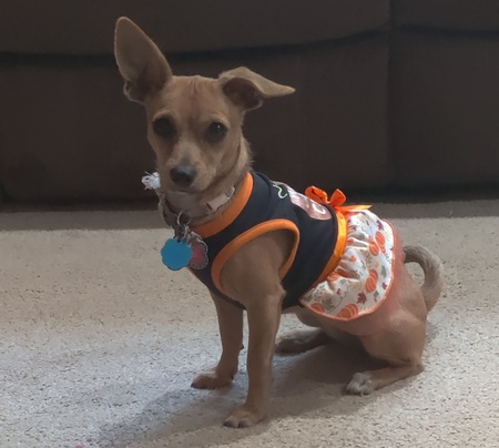 Entry image for Peanut. Clicking this image will show a larger photo