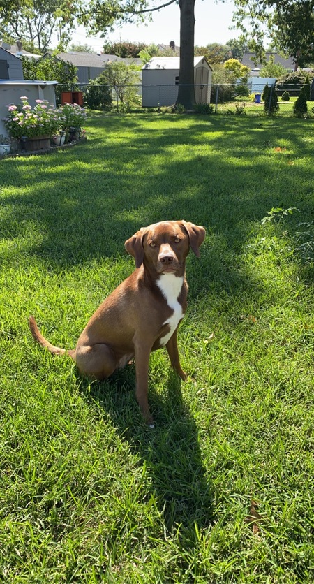 Entry image for Lucy. Clicking this image will show a larger photo