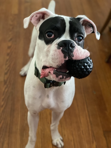 Entry image for Chase. Clicking this image will show a larger photo