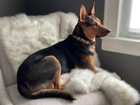 Entry image for Roxy. Clicking this image will show a larger photo