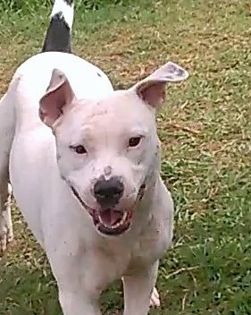 Entry image for Buster. Clicking this image will show a larger photo