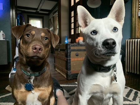 Entry image for Basil and Nova. Clicking this image will show a larger photo