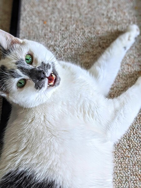 Milo