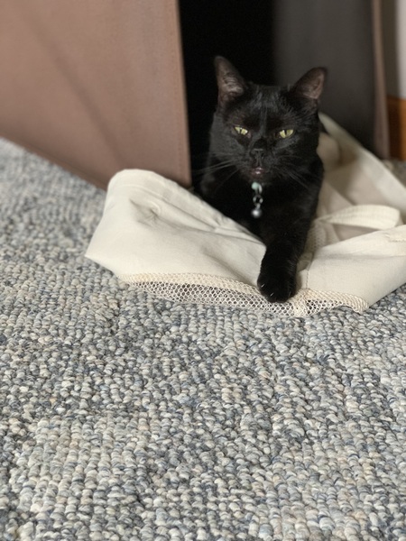 Pipsqueak 