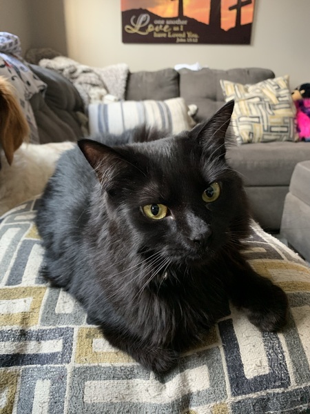 Mindi 