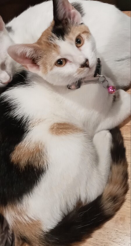 Callie