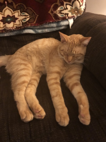 Milo