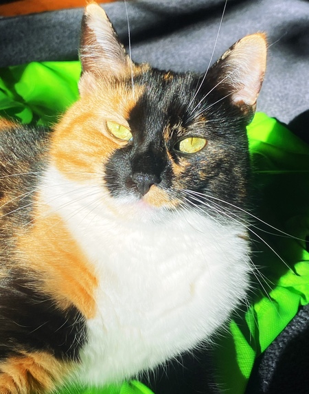 Zsa Zsa 