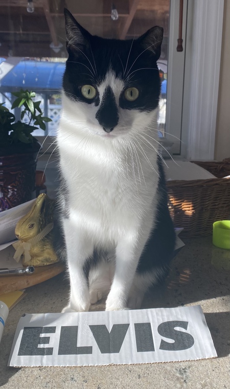 Elvis