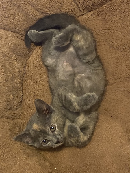 Dottie