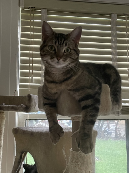 Peets