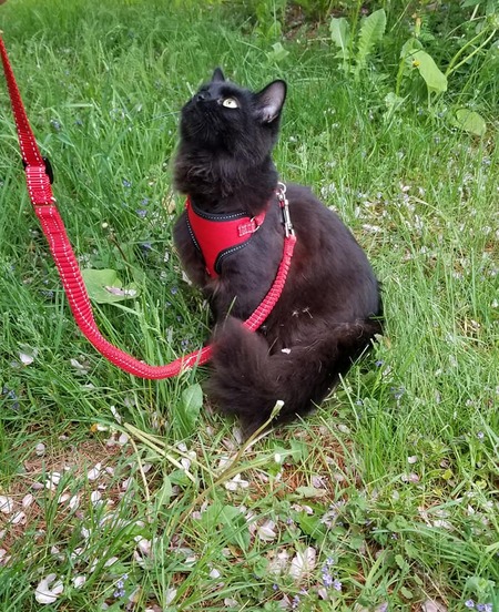 Walter