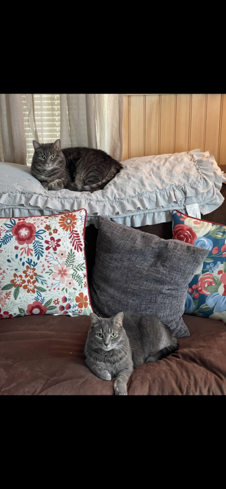 Arizona (top of couch) Gracie (bottom of couch) 