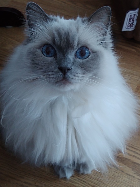 Chloe