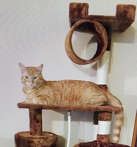 Cheddar
