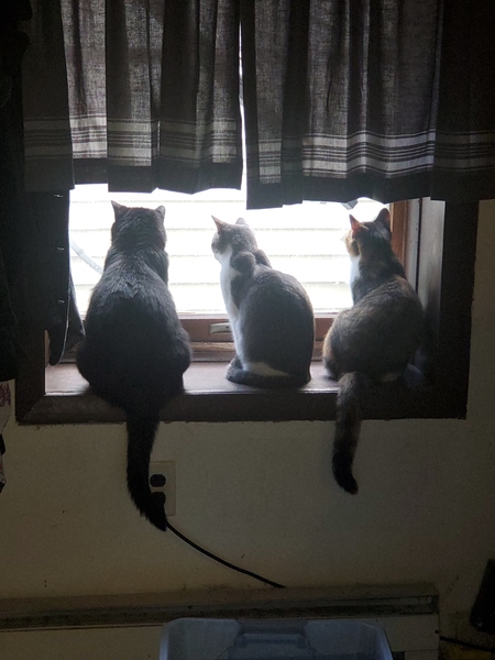 Jack, Checkers and Sophia (Friskie)