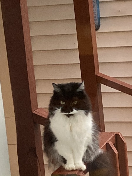 Bandit