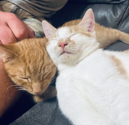 Custard and Pumpkin
