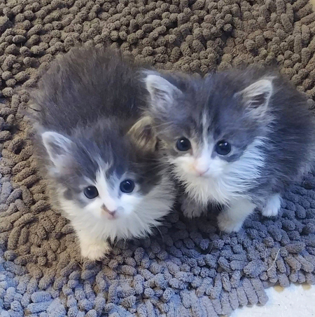 Angel and Flash