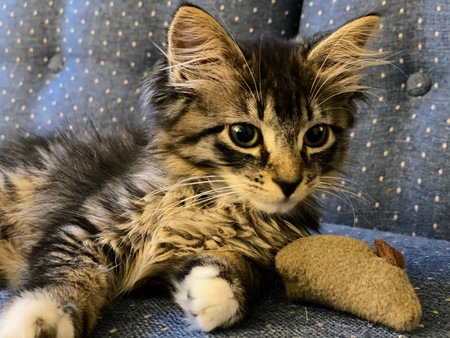 Tini