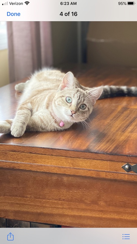 Tinkerbell 