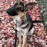 Entry image for Nala (Bala Bing Bong)