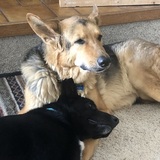 Entry image for Riley and Bodie