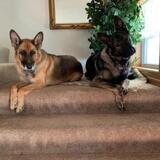 Entry image for Quincee and Belker